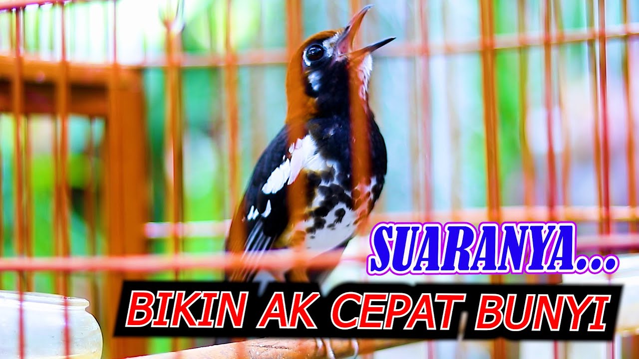 ANIS KEMBANG NGEPLONG GACOR, PANCINGAN AMPUH ATASI ANIS KEMBANG DIAM MALAS BUNYI LANGSUNG ON