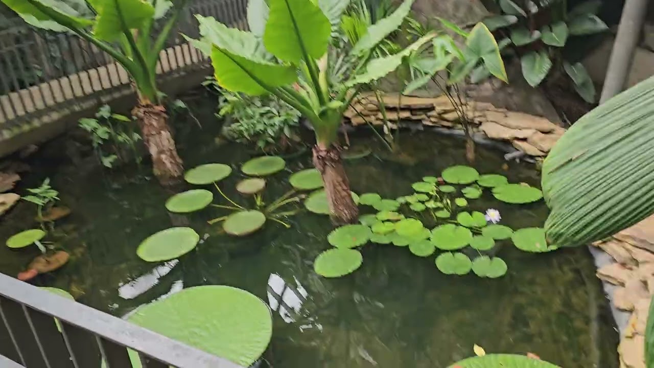 Jardín Botánico de Bogotá Walkthrough 4k 60FPS