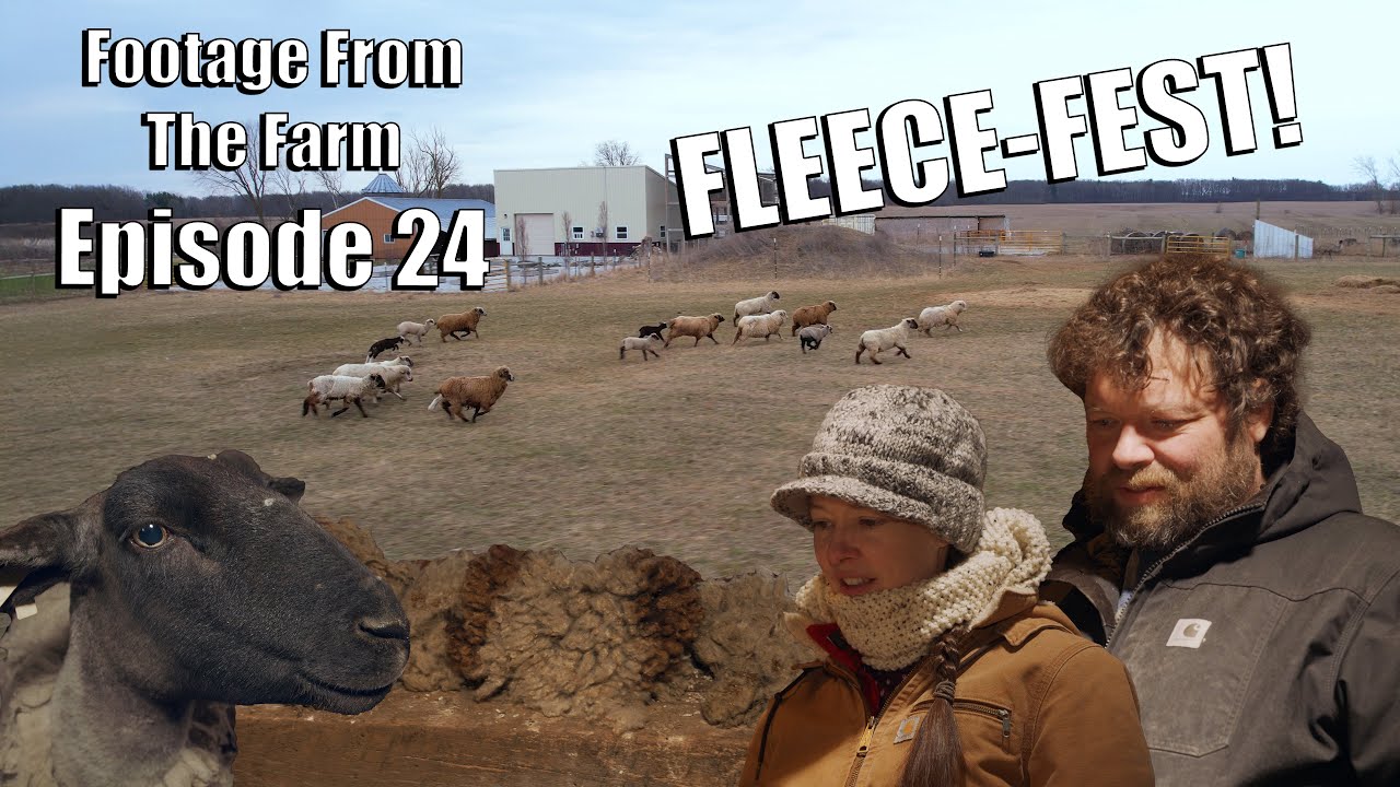 Кадры с фермы: Эпизод 24 — День стрижки овец на ферме Пол 🐑✂️ #drpol #sheep