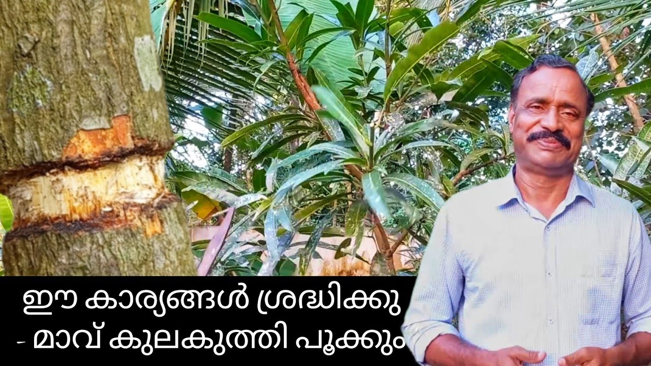 മാവ് കുലകുത്തി പൂക്കാൻ|mothiravalayam|maavu krishi| മോതിരവളയം|mothira valayam|mango cultivation