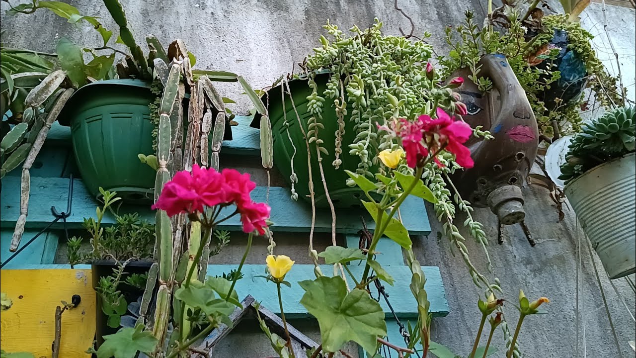 As diferenças nos cultivos das plantas e a sabedoria delas