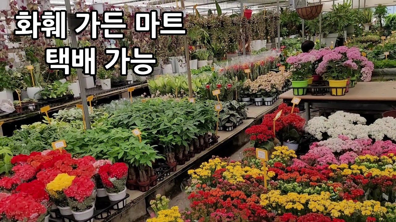 꽃 시장 다녀왔어요 (택배도 가능하다고 합니다) Flower market