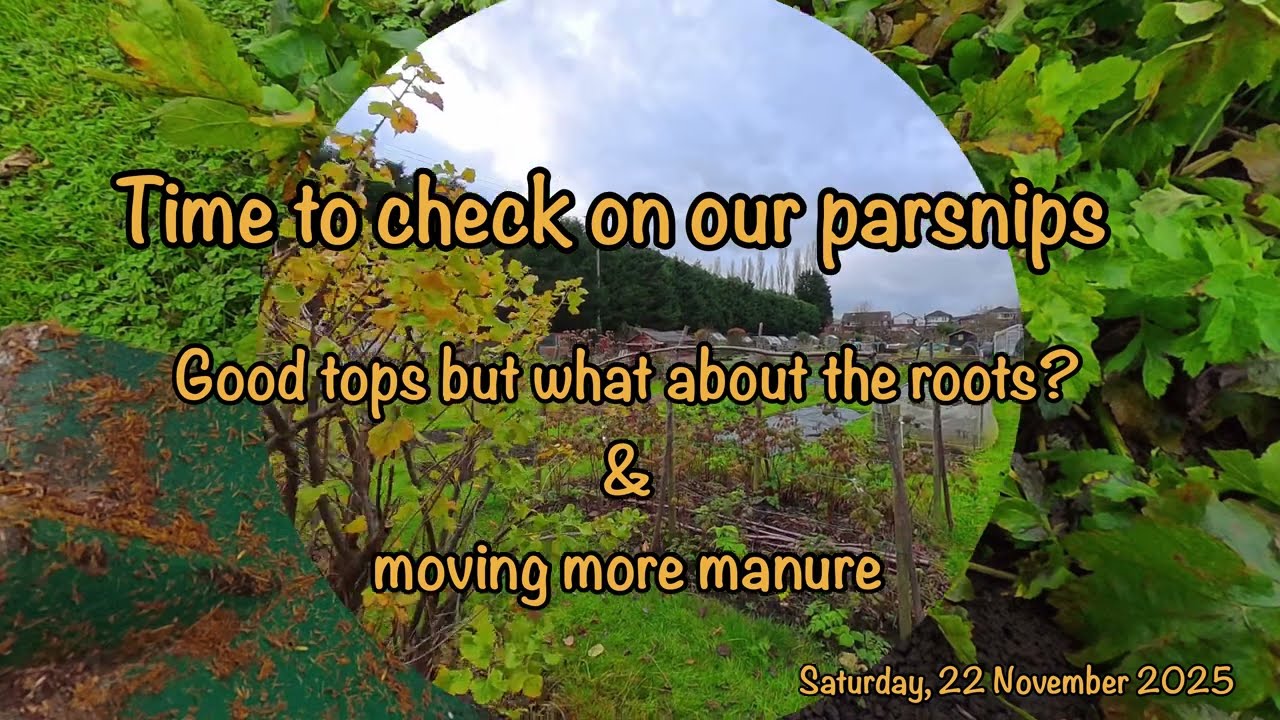 2025-11-22-Time to check our parsnips - good tops but what about the roots