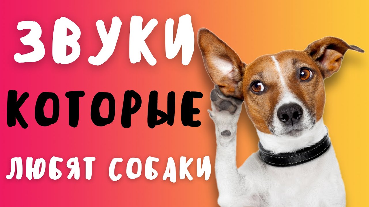 ЗВУКИ КОТОРЫЕ НРАВЯТСЯ СОБАКАМ 🔊 | ПРАНК НАД СОБАКОЙ | ТЕСТ НА ОХРАННИКА ЧЕЛЛЕНДЖ