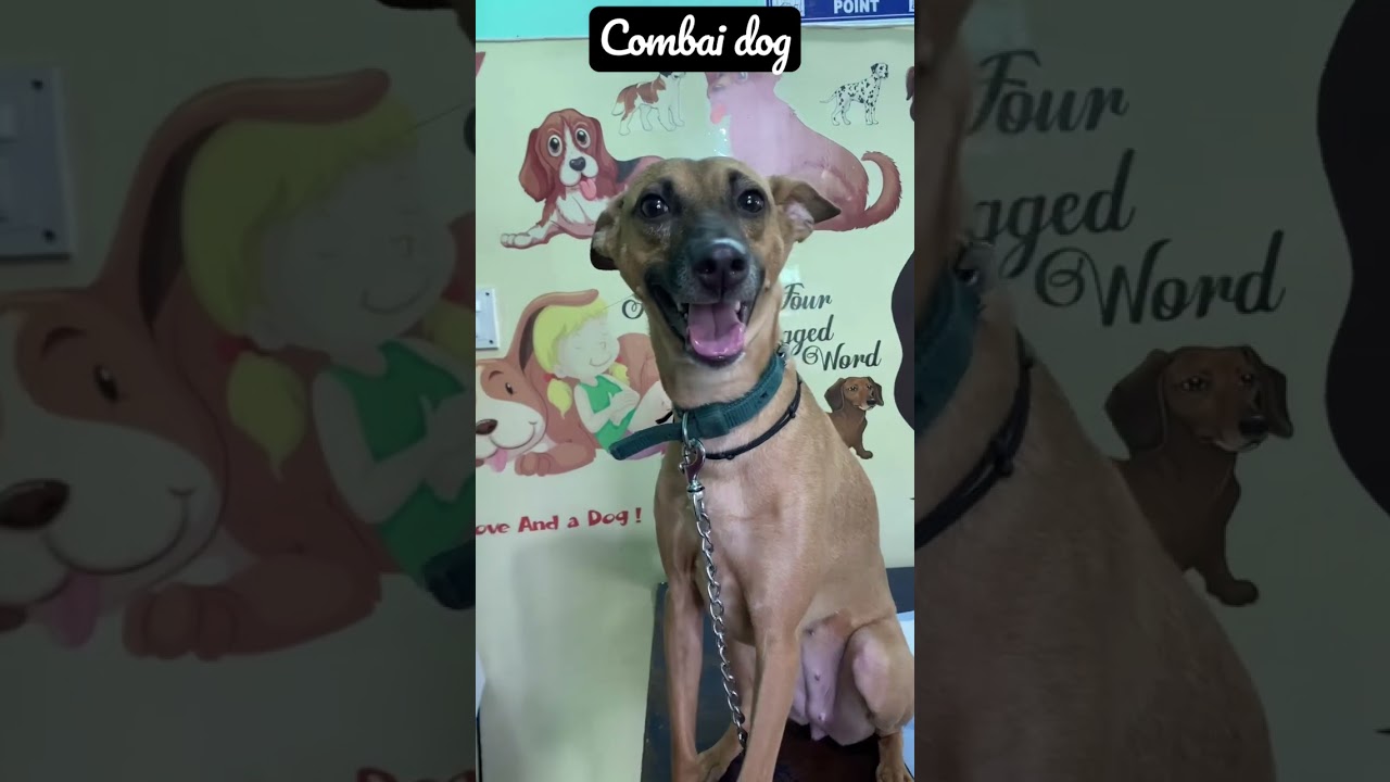 Combai dog as a guardian 