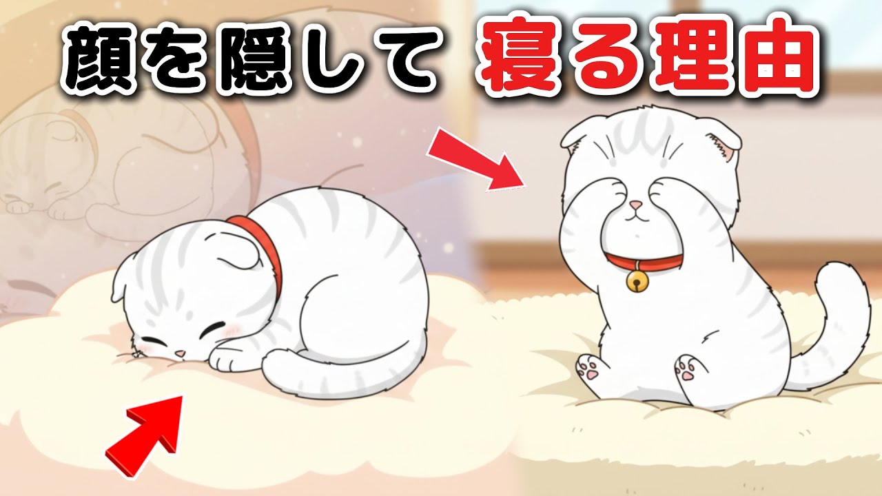 【猫雑学】猫が手を顔に当てて寝る理由、 意外な本音とは？