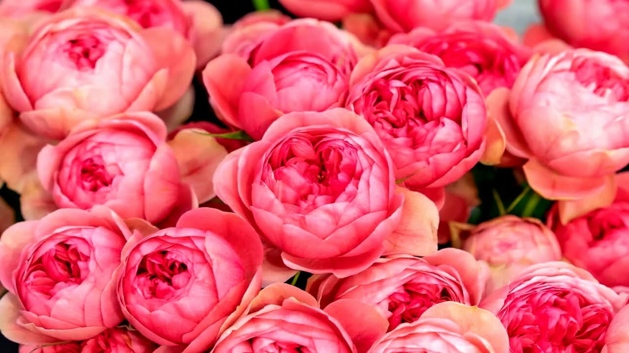 Beautiful different flowers (HD1080p)
