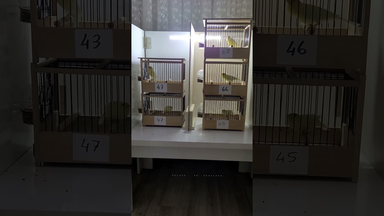 Malinua-waterslager. 2024 ilk antreman. First training. #birdsong #birdsavairy #birdslover #birds