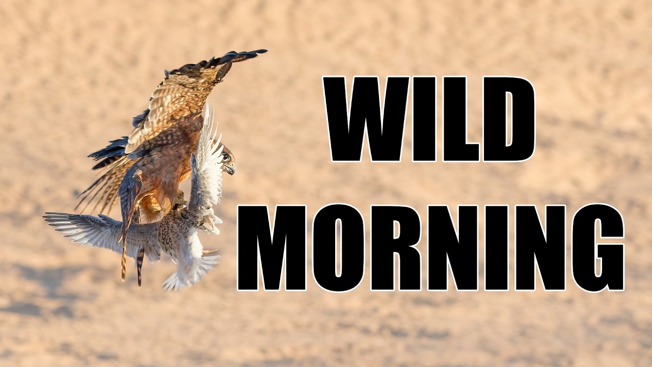 Bird Photography at Sunrise | A Morning at the Estuary | Creative | Mandurah #birdingparadise