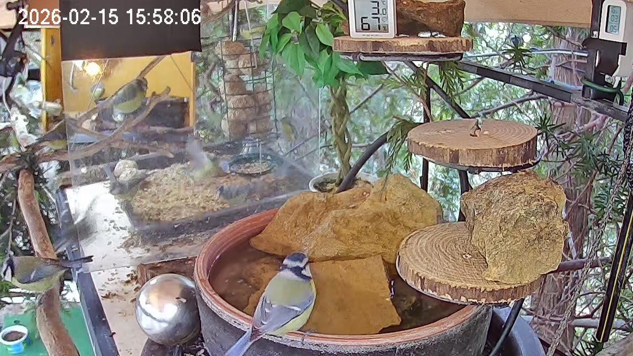 Entspannter Nachmittag am Vogel-Spa (15.02.2026)