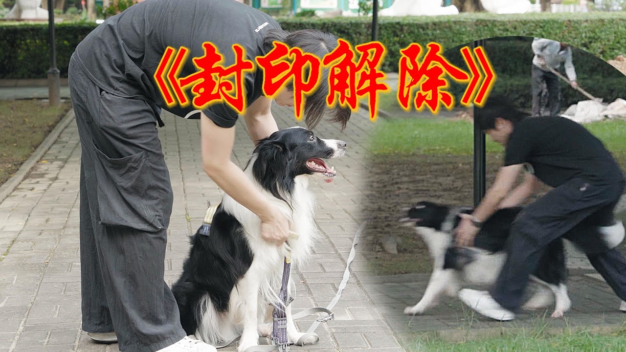 一浩 | 狗子第一次在公园解开封印 成功？失败？【问题狗狗大改造】