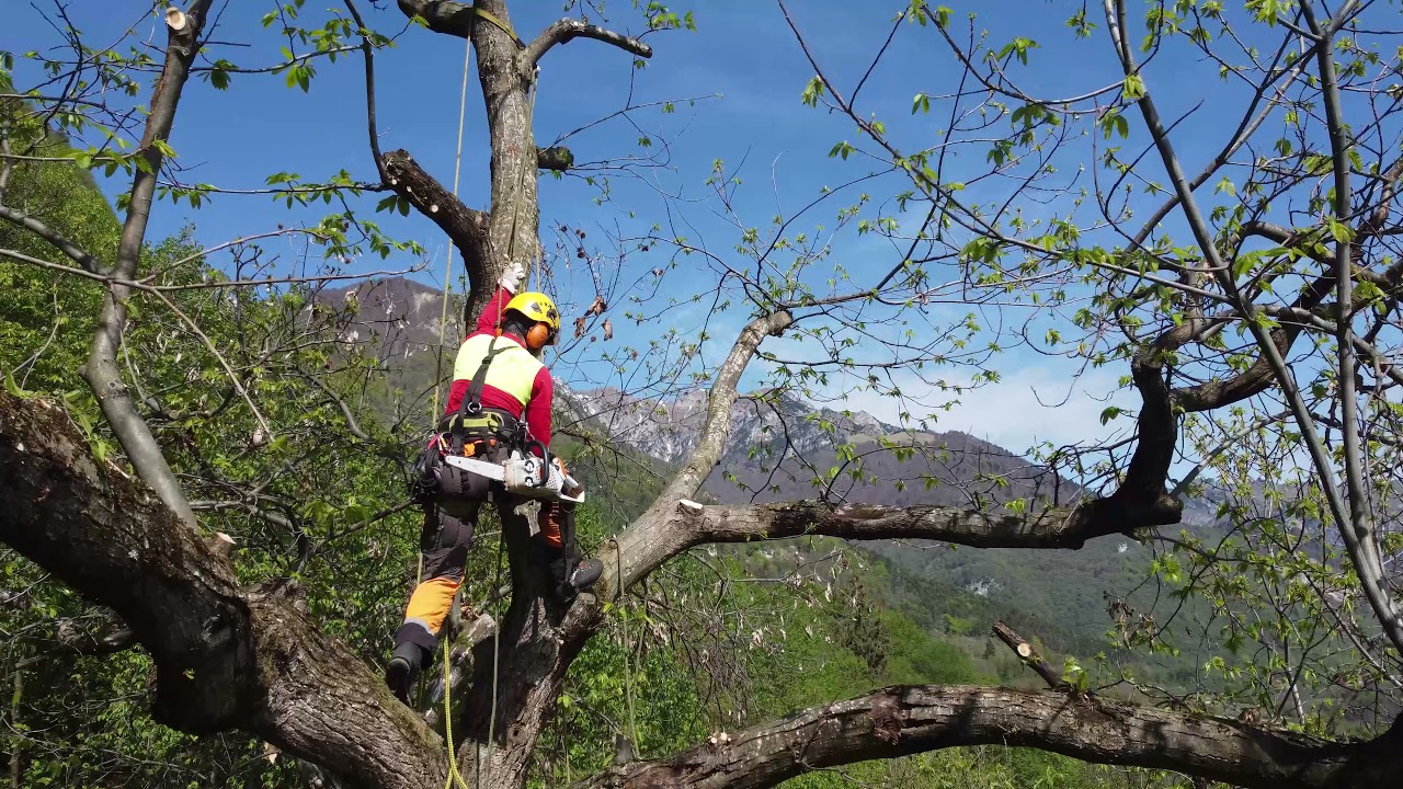 L'ultimo castagno potato della stagione 2021 _ Tree climbing - Dji Mini 2