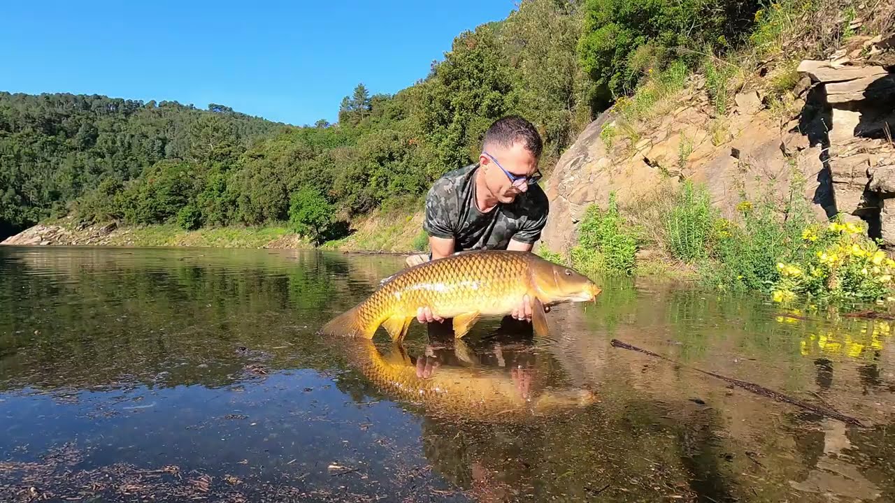 Carpe en barrage 2 . #carpfishing #carpe #carp #river #extreme #barrage #dam #bordure #riviere