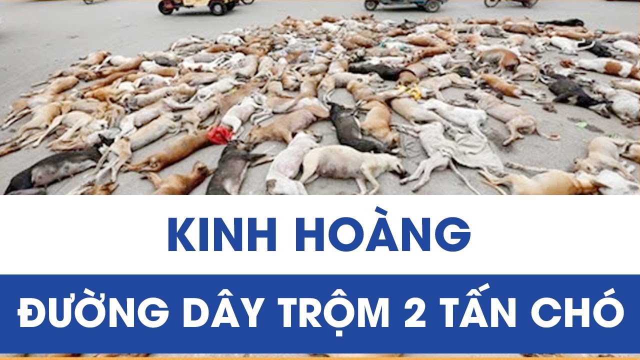 Kinh hoàng đường dây trộm 2 tấn chó: Sẵn sàng chích điện sát hại chủ nhà để thoát thân