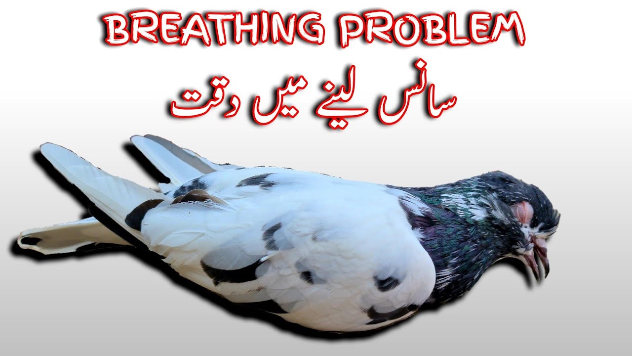 Pigeon Breathing Problem & TREATMENT | Pigeon Respiratory Infection