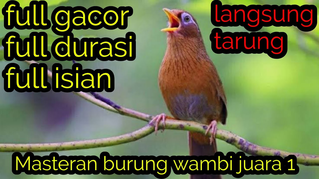 Masteran wambi gacor juara 1