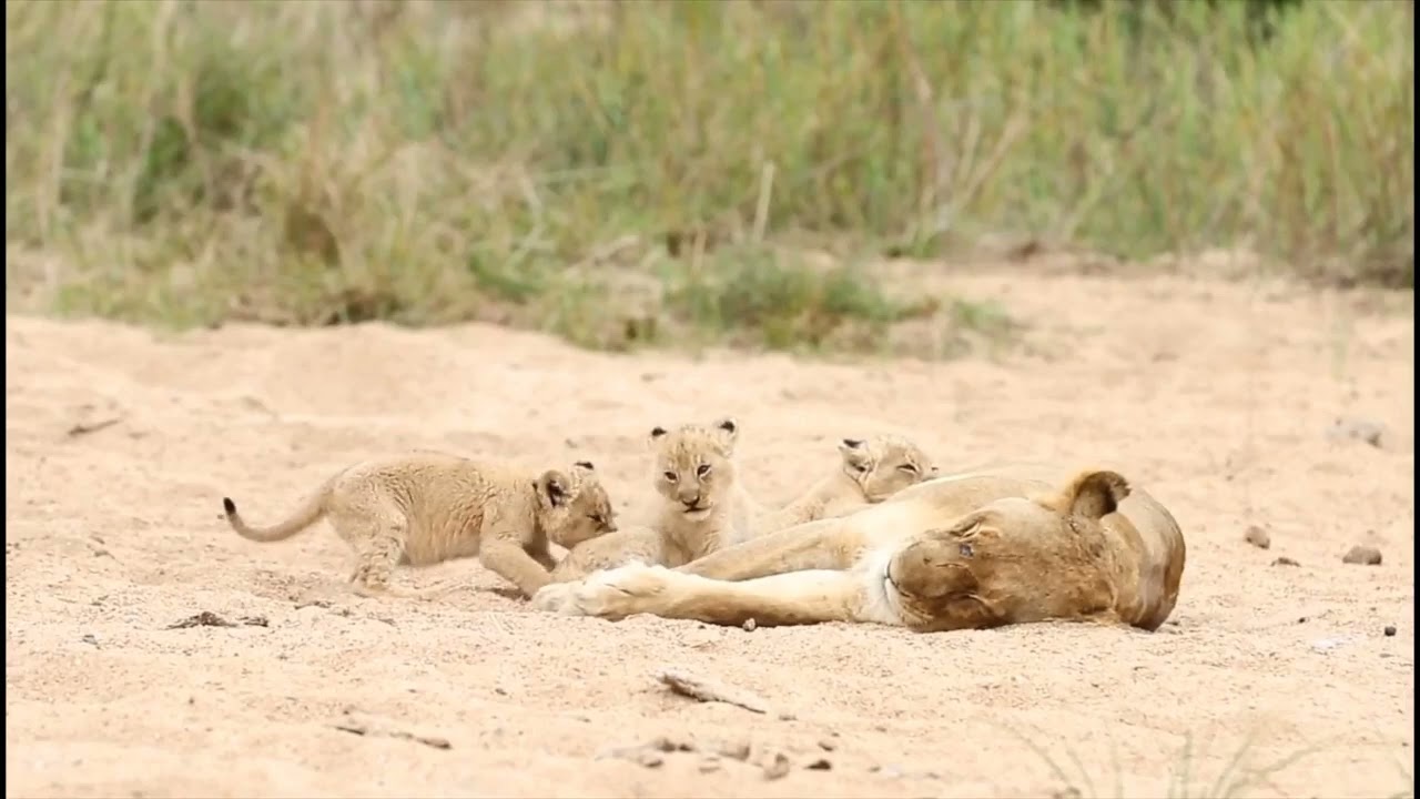 Adorable chubby cub's with mother 