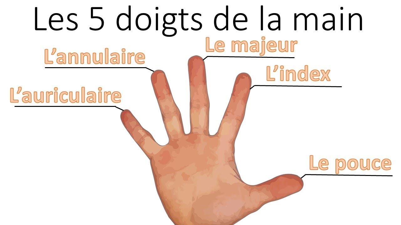 Apprendre les doigts de la main
