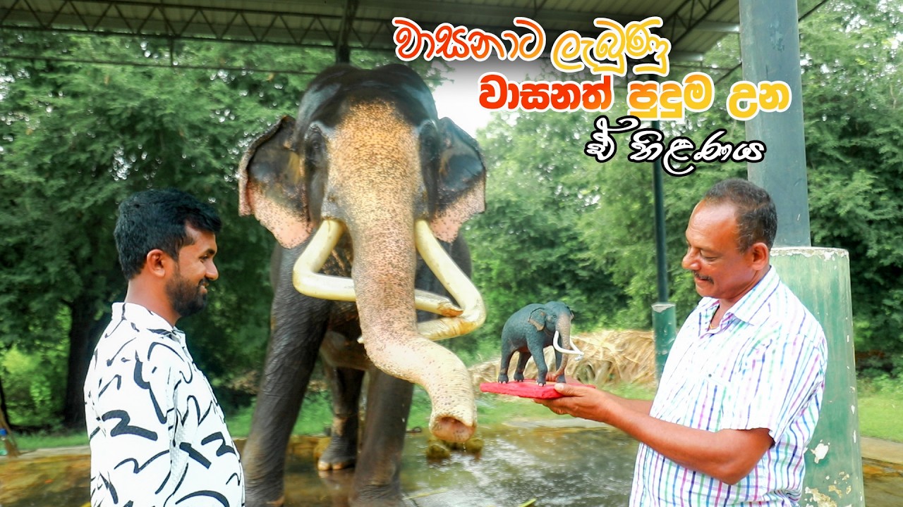 අපේ වාසනාට වාසනා වගේම අනුරුවක් සදා තිළණ කළ වේෂ නිරෑපණ ශිල්පී දිනූෂ සාරංග #වාසනා #katharagamawasana