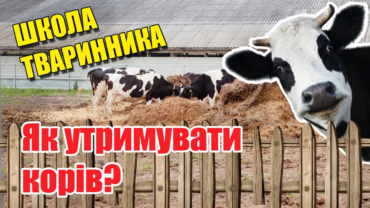 Особливості утримання корів | Школа тваринника | Куркуль