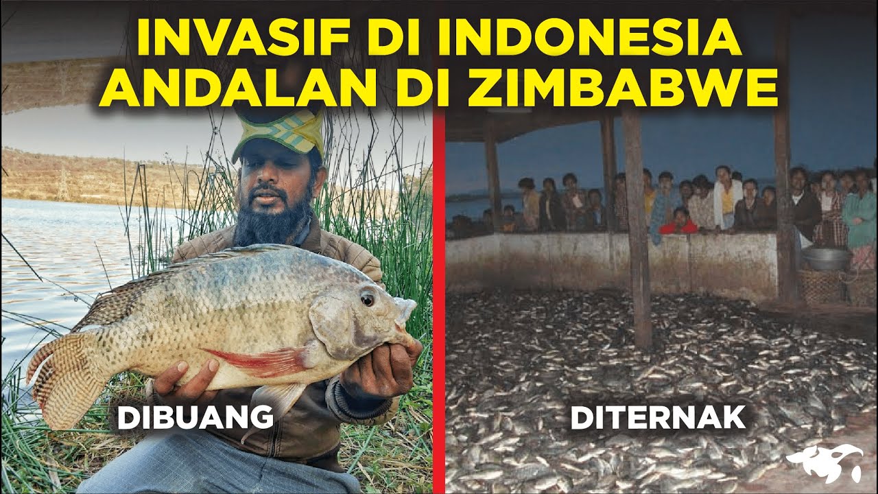 KENAPA IKAN NILA INVASIF DI INDONESIA, TAPI MALAH ANDALAN DI ZIMBABWE BUAT DIMASAK?