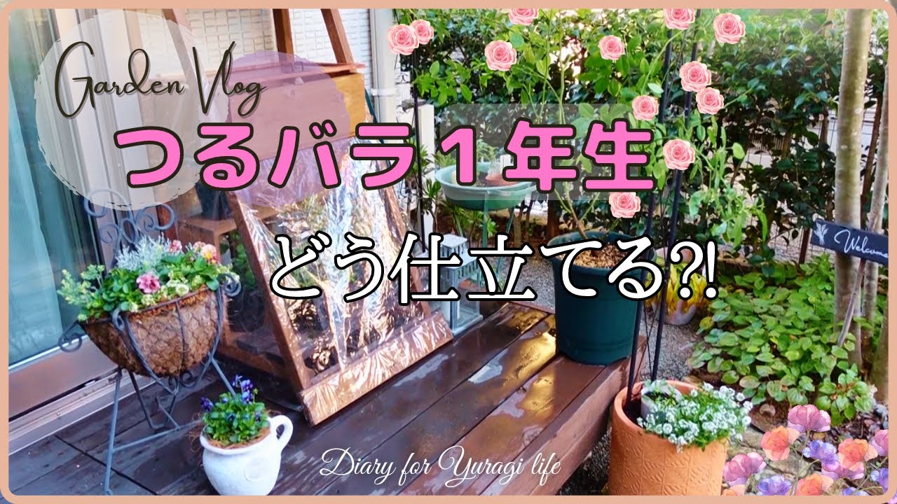 工夫いろいろ一年目のつるバラを仕立てるアーチフェンス作り｜簡単ハサミのお手入れ