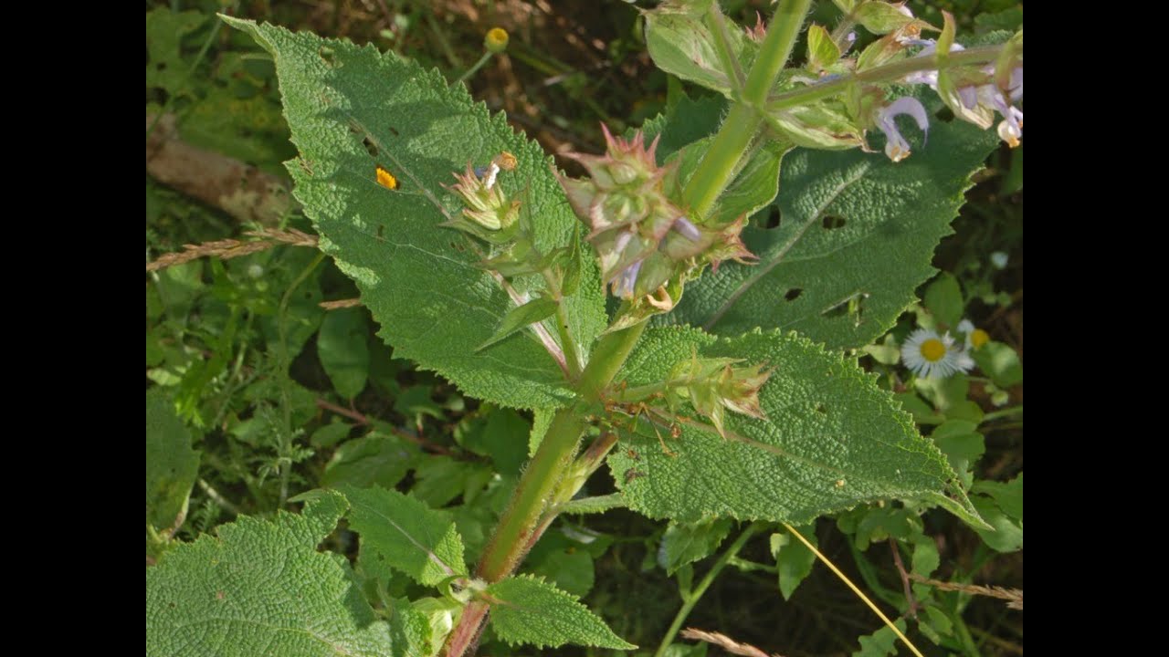 Herb of the Week Clary Sage