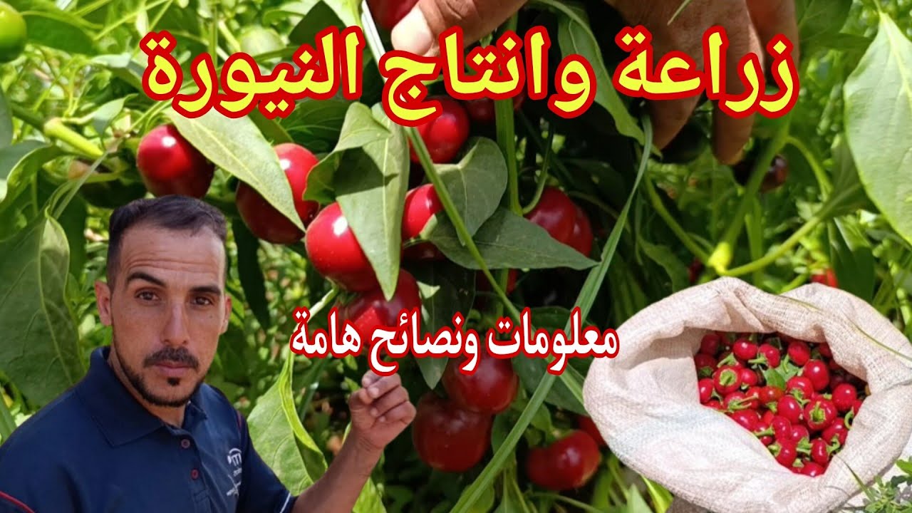 زراعة وانتاج النيورة معلومات ونصائح قيمة بخصوص هذه الزراعة