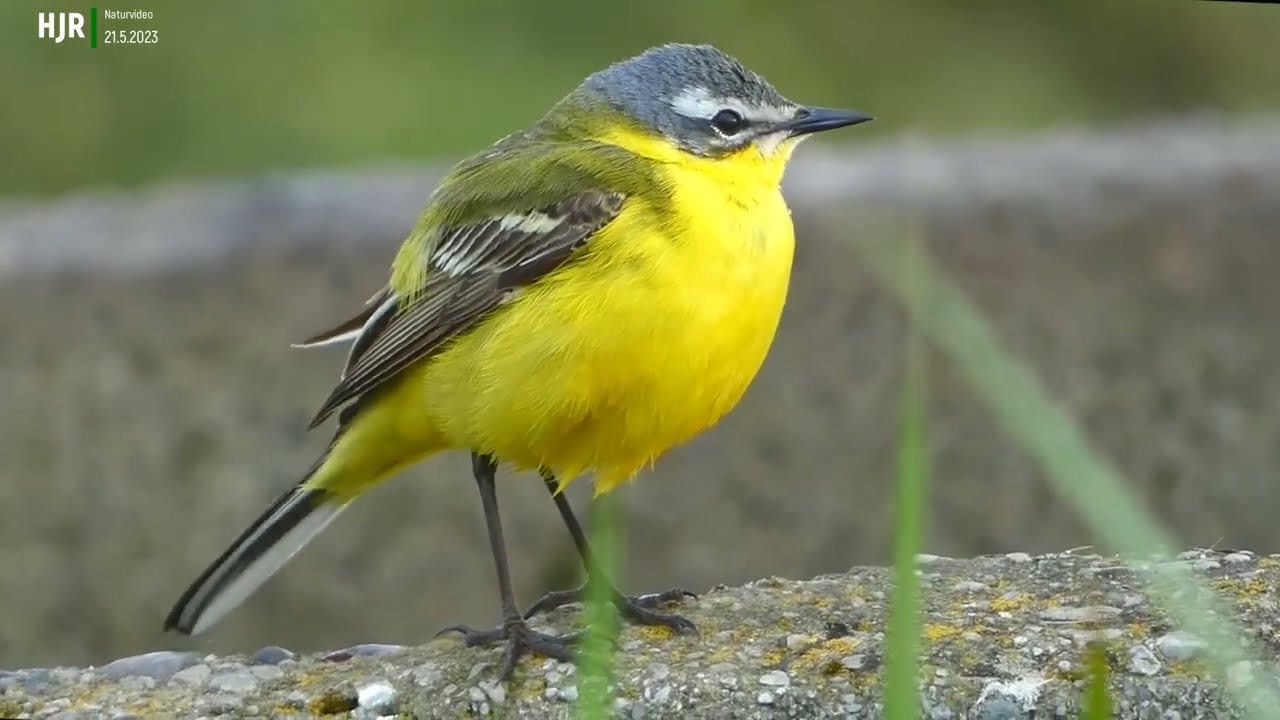 Værnengene   - Tipperne Wildlife  Danmarks Natur