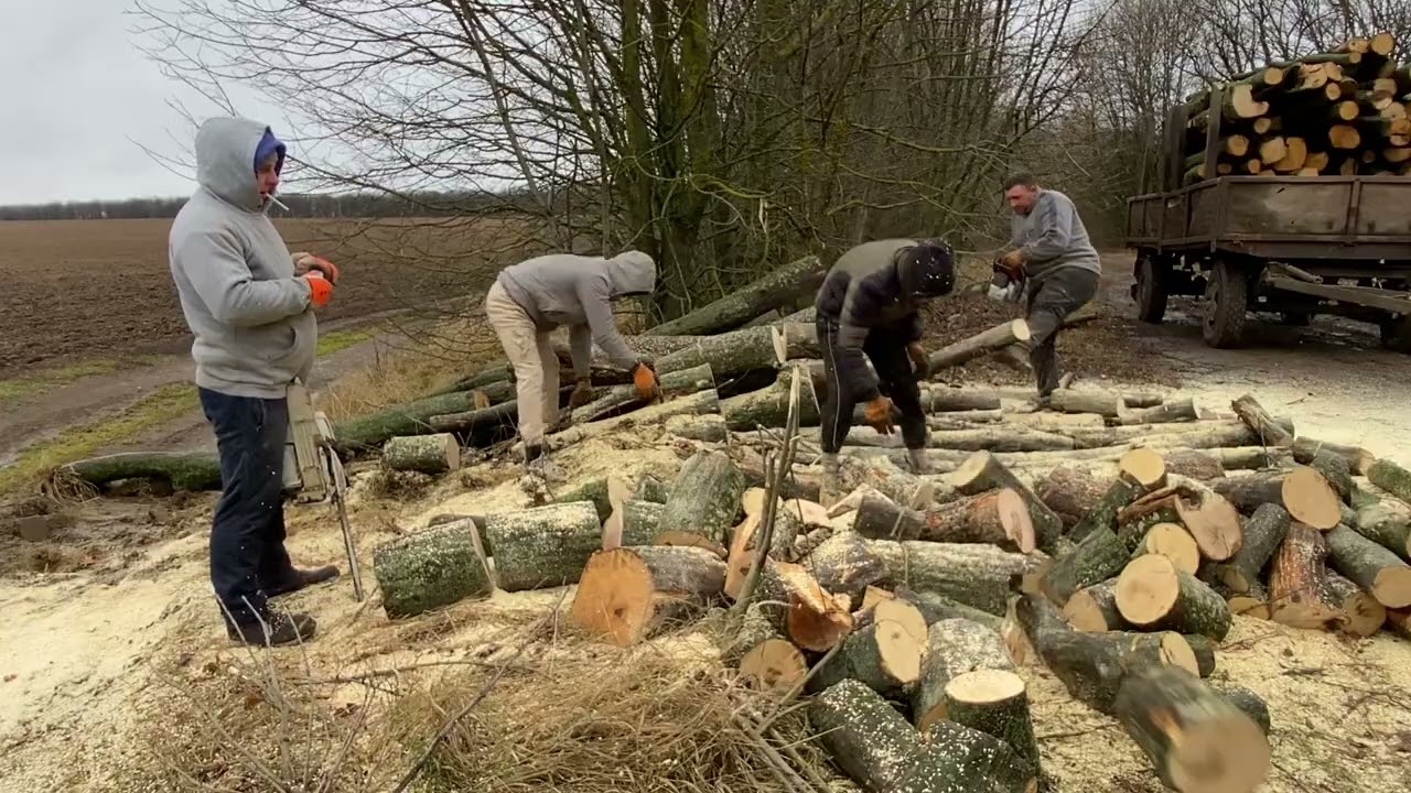 This Job Demands Total Focus: Chainsaw Logging