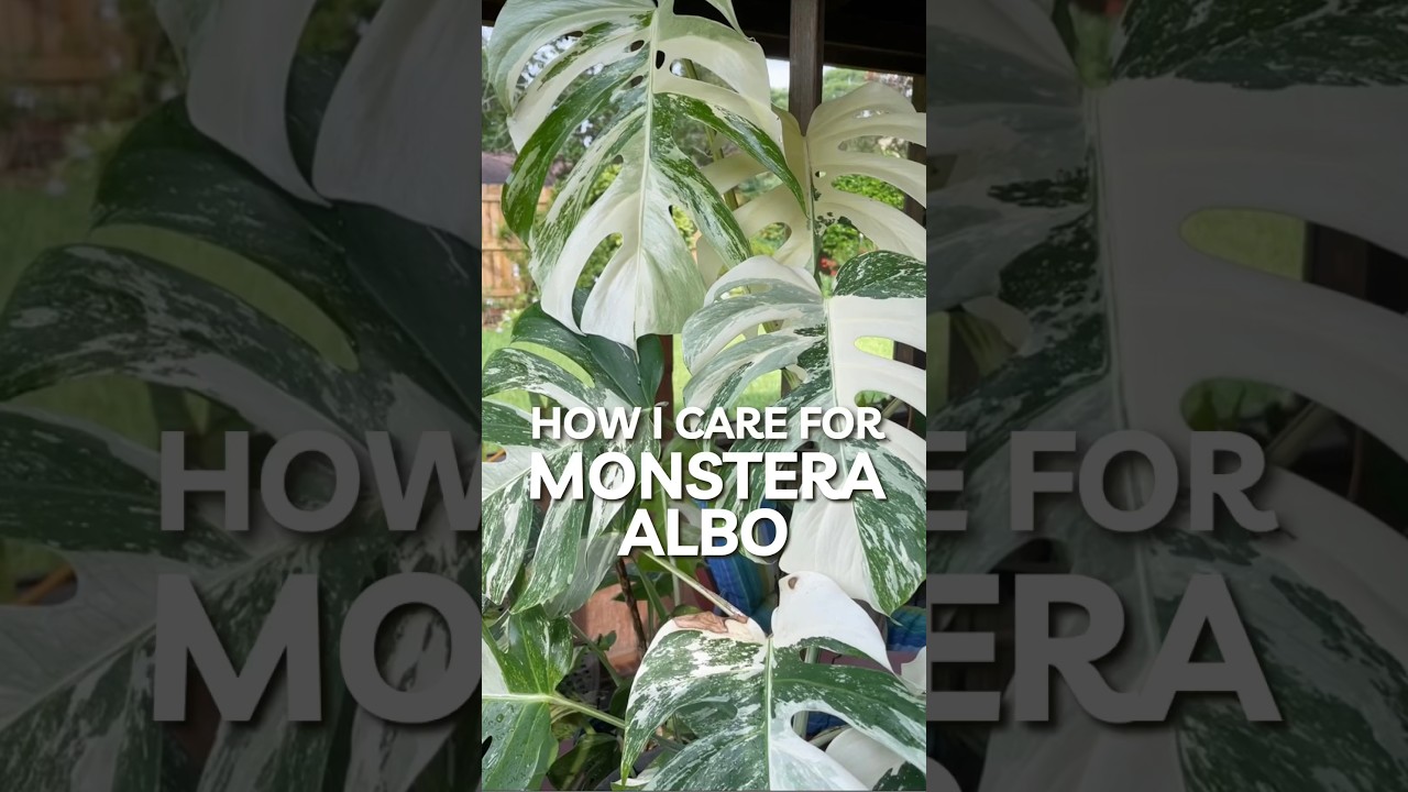 How I care for my Monstera Albos #plants #houseplants