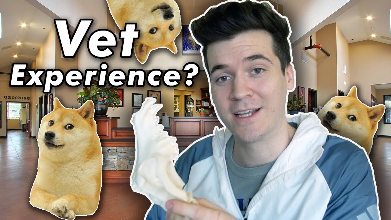 How To Get Veterinary Experience