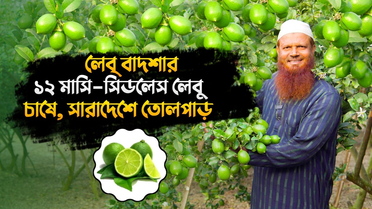চায়না ৩ লেবু চাষ পদ্ধতি | Lebu Cash | লেবু চারা | seedless lebu | সিডলেস লেবু চাষ পদ্ধতি | লেবু চাষ