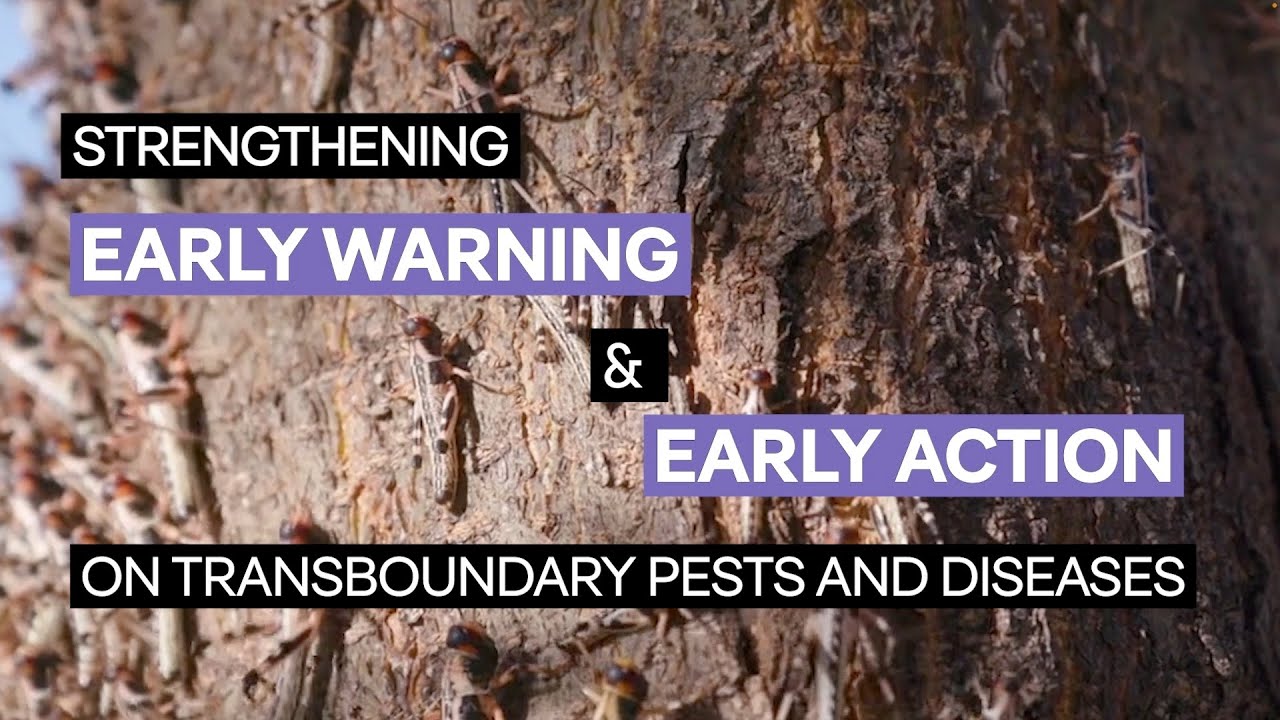 Strengthening Early Warning & Early Action on Transboundary Pests and Diseases