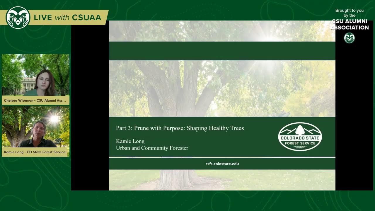 Pruning with Purpose: Tree Series Pt. 3