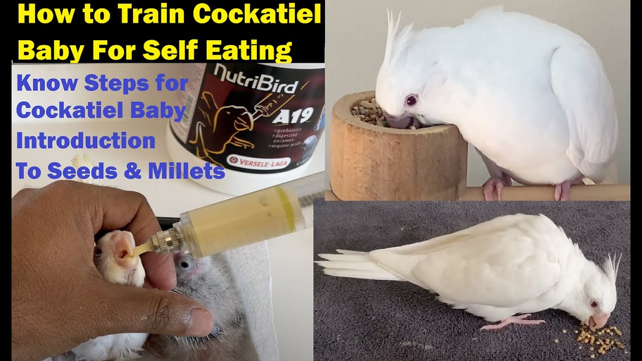 How to Train Cockatiel Baby for Self Eating | Cockatiel Baby Introduction to Millet and Seeds