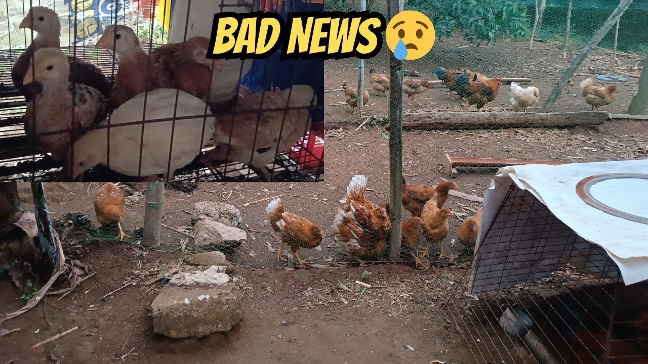BAD NEWS… A Cat Ate My Chicks 😢🐥 #backyardfarming #freerangechickens #fyp 