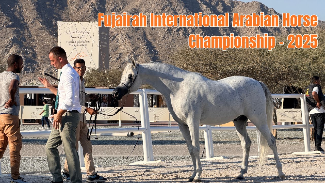 අපේ පුන්චි නගරයේ වාර්ශික අශ්ව තරගාවලිය - Vlog