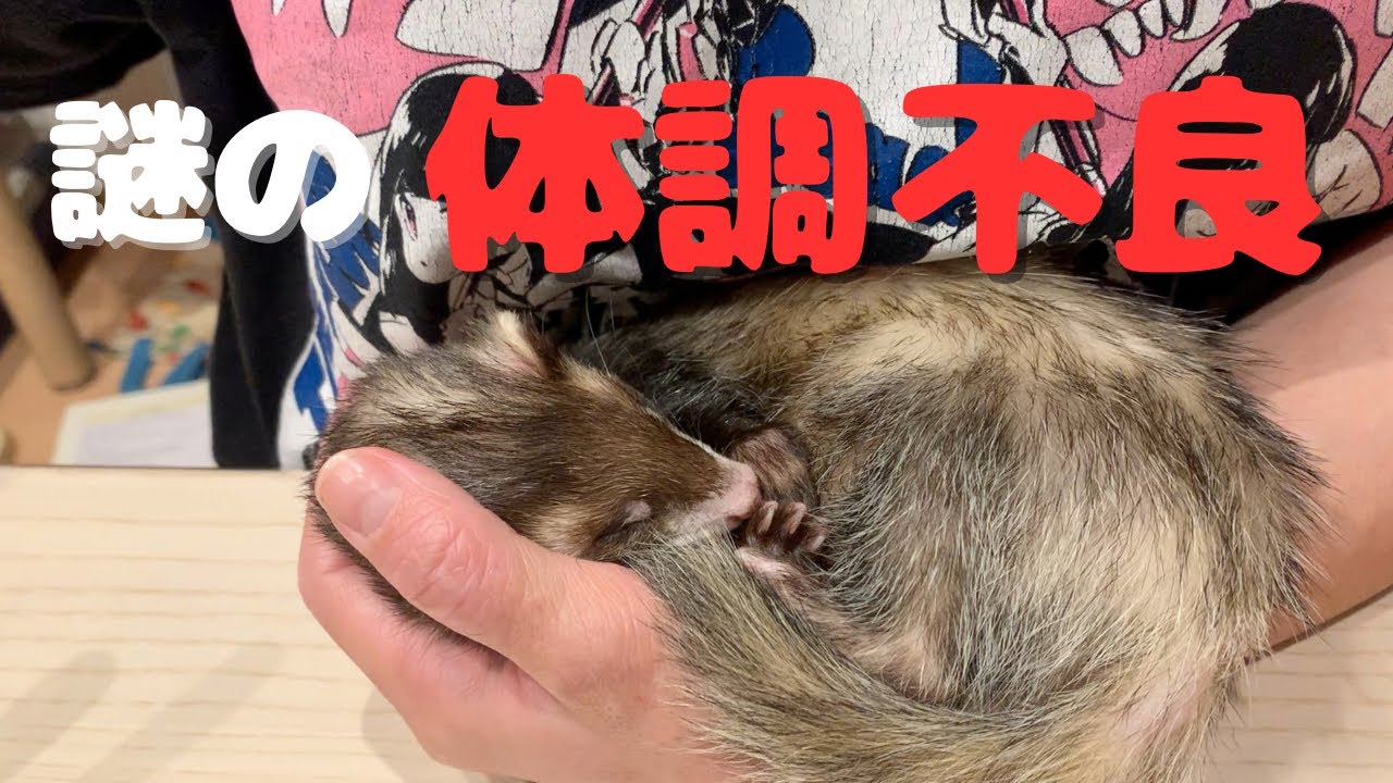 【放し飼いフェレット】フェレットの体調が悪くなりました💦 症状と獣医さんから聞いた対処法🐾