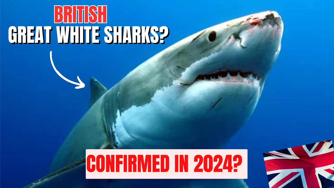 GREAT WHITE SHARKS in BRITISH SEAS 2024!? EXPERTS are coming 🦈🇬🇧