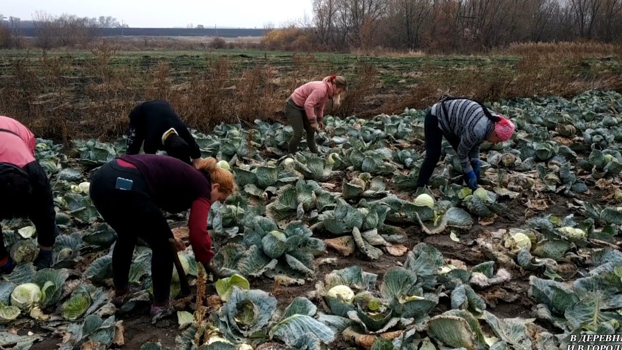 ПЕРЕЕХАЛИ ИЗ ГОРОДА В ДЕРЕВНЮ / Огород убран / Еду на рынок, сезон продажи солений, какие цены.