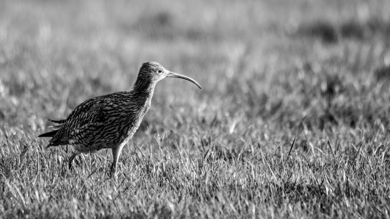 WEBINAR: Curlews and development