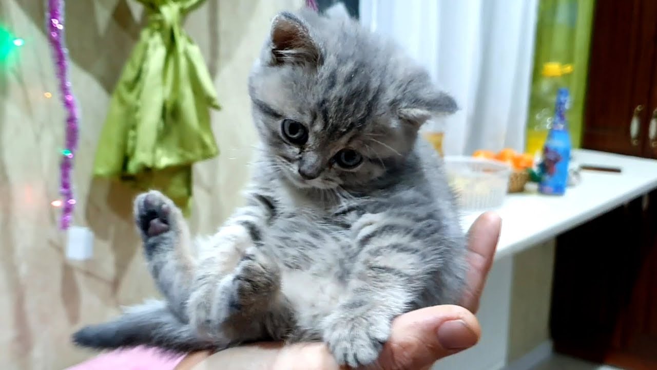Котенок Стрит танцует с папой