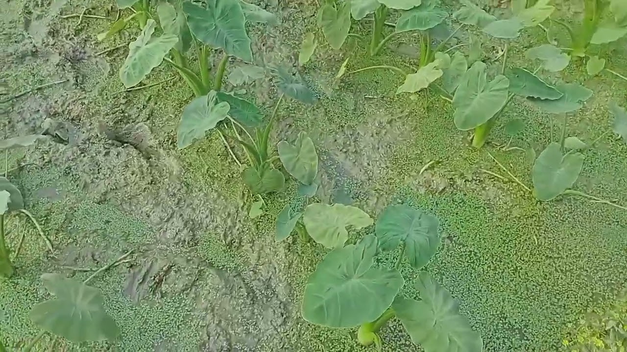 ১০০% পারছেন ভালো মানের একটি জাত লতি কচু বাড়িরএক agriculture siddique family Bangla krishivideoদেখুন