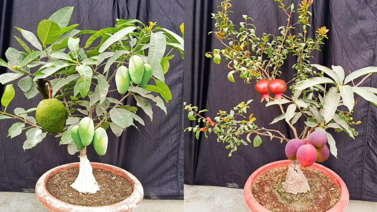 3 Different Tree Grafting (100% Success)