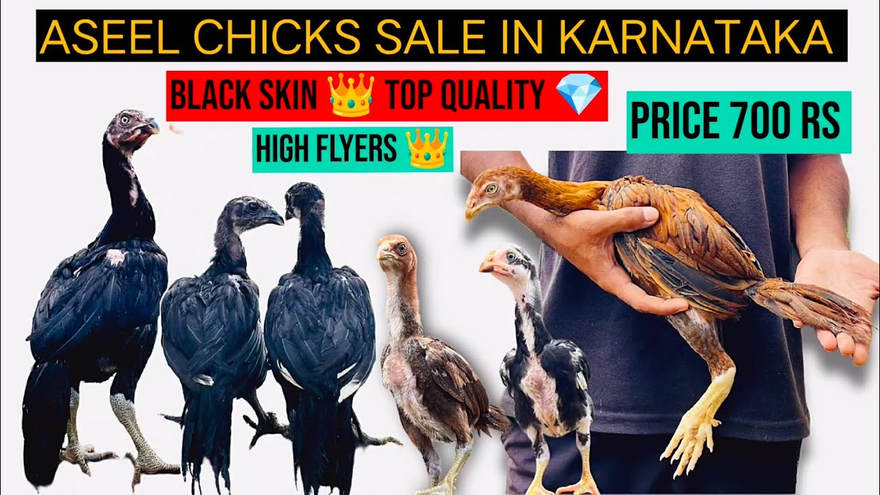 Black Skin Dargon Eyes Aseel Chicks | Top Quality In Low Price | Aseel Sale 