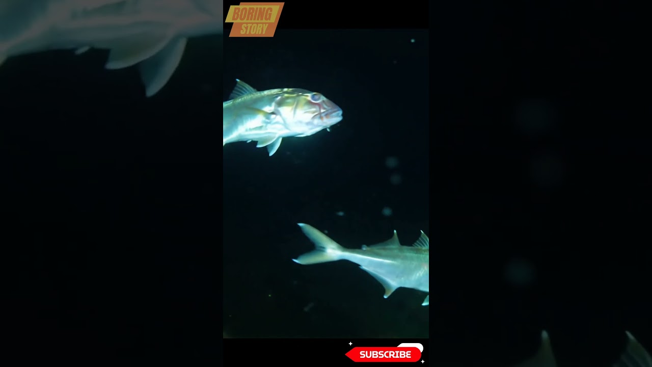Australian prowfish in Night #prowfish #shots #fishs #cuteanimals #oceananimals