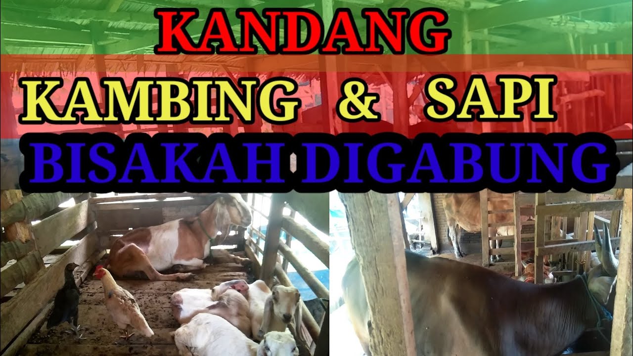 KANDANG SAPI & KAMBING BISAKAH DIGABUNGKAN