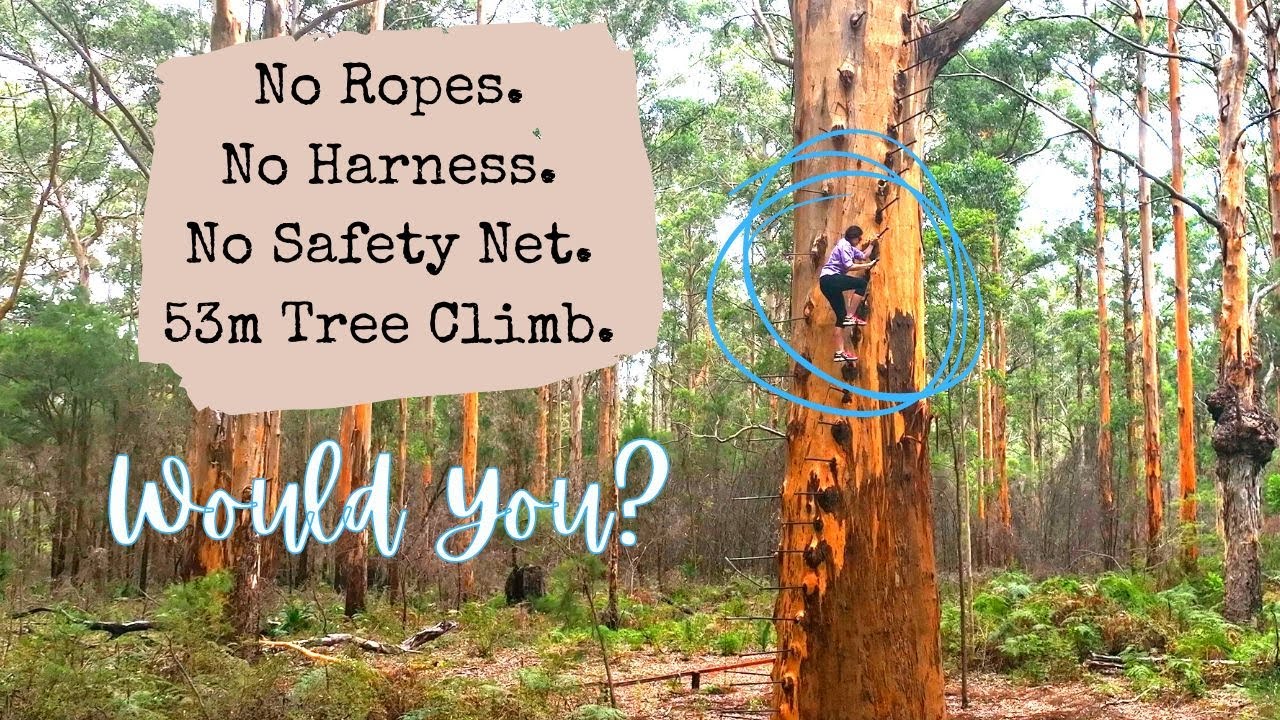 No Ropes, No Harness, No Safety Net, 53m Tree Climb, Would you? Caravan West Australia Tingle Forest