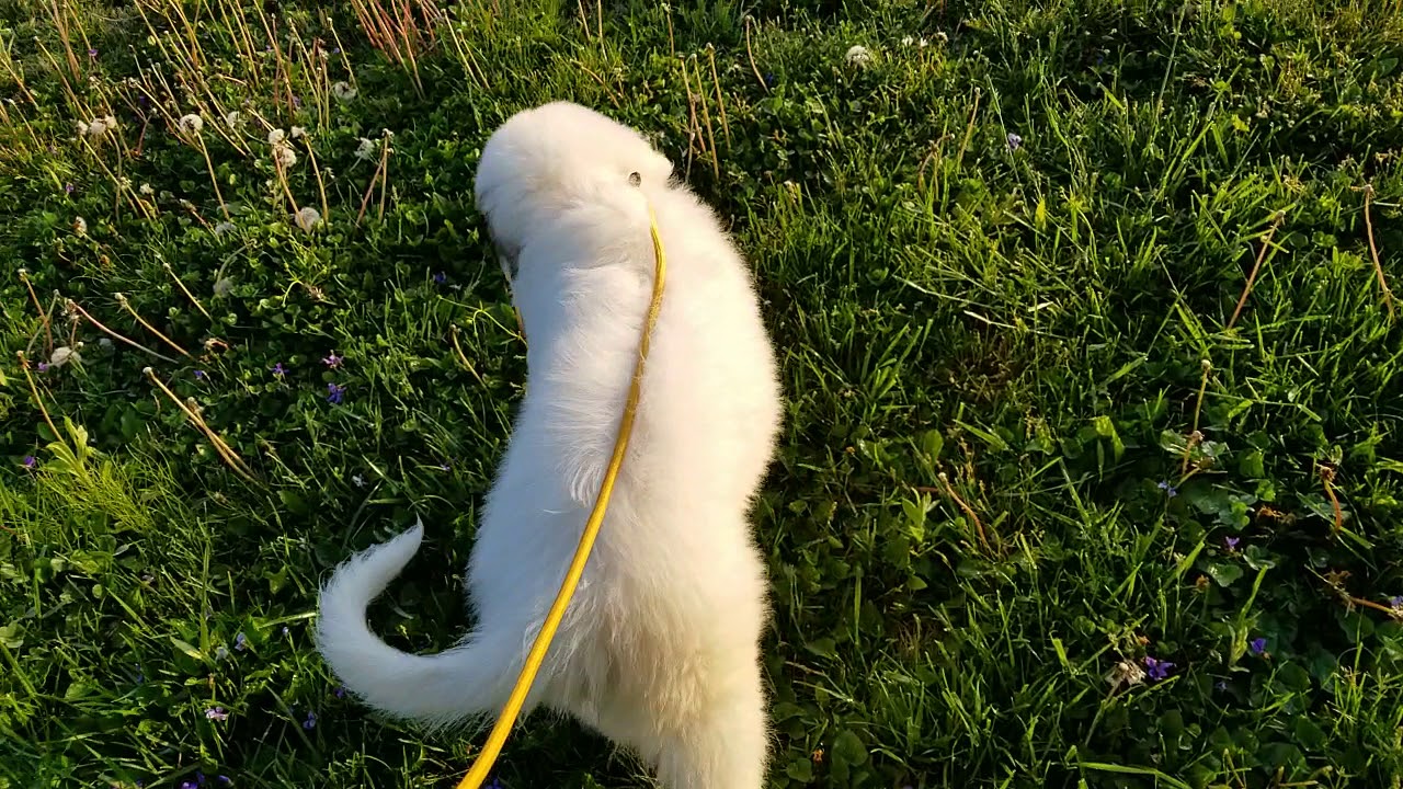 Potty training Nye, the 10 wk old Great Pyrenees